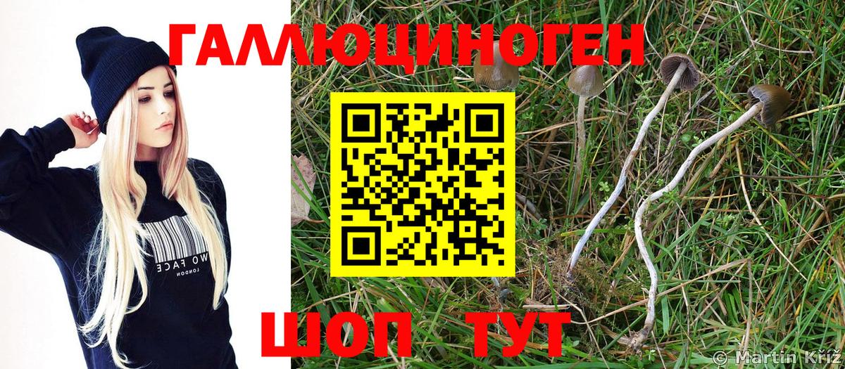 Галлюциногенные грибы Psilocybe  Вход с VPN  Нарткала 